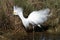 Snowy egret fluffing