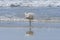 Snowy Egret Fluffing Its Feathers Amidst Crashing Waves