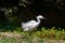 Snowy Egret Fluffing Its Feathers While Standing Lakeside