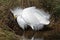 Snowy egret fluffing up