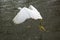 Snowy egret flying with a frog in its bill, Florida.