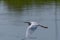 Snowy Egret flying low over the surface of a lake