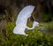 Snowy egret flying with wings stretched wide at Myakka River State Park