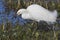 Snowy Egret Foraging in a Florida Marsh