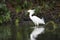 Snowy egret foraging in the water with reflections, Pantanal, Brazil