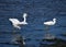 A snowy egret gives chase to another of its species