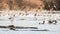 Snowy egret or heron Egretta thula on the Sacramento River, California