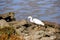 Snowy egret hunting on the shoreline of Baylands Park, Palo Alto, south San Francisco bay area, California