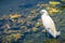 Snowy egret hunting at the Shoreline Park and Lake, Mountain View, California