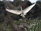 Snowy egret landing