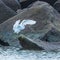 Snowy Egret Landing on a Rock