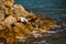 Snowy Egret Landing on the Rocks