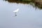 A Snowy Egret lands on the greenway river on Amelia Island