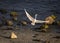 Snowy Egret Lifting off the Beach
