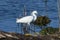 Snowy Egret On Log