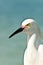 Snowy egret looking along beach shoreline