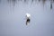 A snowy egret looks below the water for small fish or snails