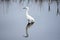 Snowy Egret looks for food items on the greenway marsh