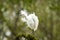 Snowy Egret looks graceful and elegant in delicate plumage on green branch