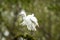 Snowy Egret looks graceful and elegant in delicate plumage on green branch