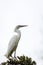 Snowy Egret looks graceful and elegant in delicate plumage on green branch