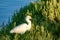 Snowy Egret in marshland by water