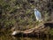 Snowy Egret Meets Box Turtle on the Log