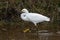 Snowy Egret on the Move