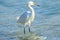 Snowy Egret at Myakka State Park