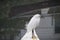 Snowy Egret perched on a docked rowboat