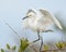 Snowy Egret Perched on Mangrove Tree