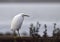 A snowy egret perched on a railroad track