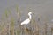 The Snowy Egret plys the weed-line for morsels of fresh food