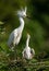 Snowy Egret Portrait