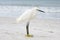 Snowy Egret posing on Beach