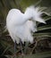 Snowy Egret preening