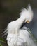 Snowy Egret preening
