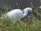 Snowy Egret prepared to strike