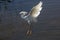 Snowy egret preparing to land in shallow Florida swamp water.