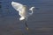 Snowy egret preparing to land in shallow Florida swamp water.