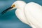 Snowy Egret Profile Blue Background