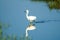 A snowy egret races across glassy smooth water