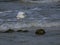 Snowy Egret Raising her Wings in the Waves