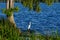 Snowy Egret, Reelfoot Lake, Tennessee