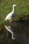 Snowy Egret Reflected on Pond