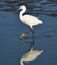 A snowy egret reflected in the tidal shallows