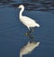 A snowy egret reflected in the water