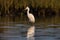 Snowy egret reflection