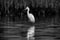 Snowy egret reflection black and white