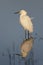 Snowy Egret and reflection - Florida